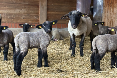 Schafe_zg_12