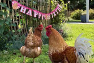 bauernhofpaedagogik_zg_10